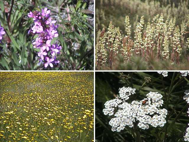 Flowers from fields to the delicate