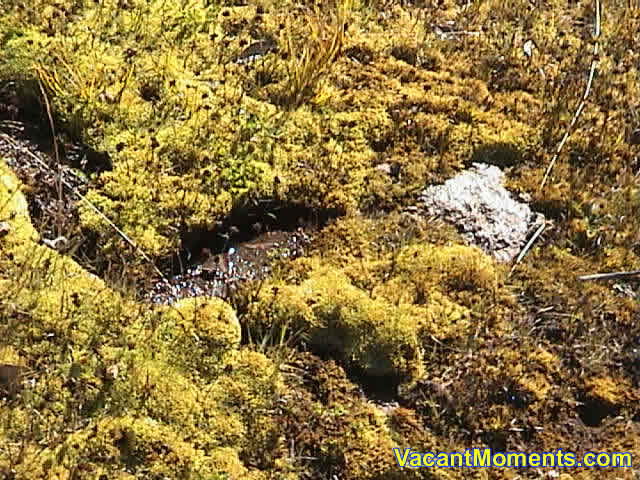 Lush alpine green mosses and grasses storing the last rays of warmth