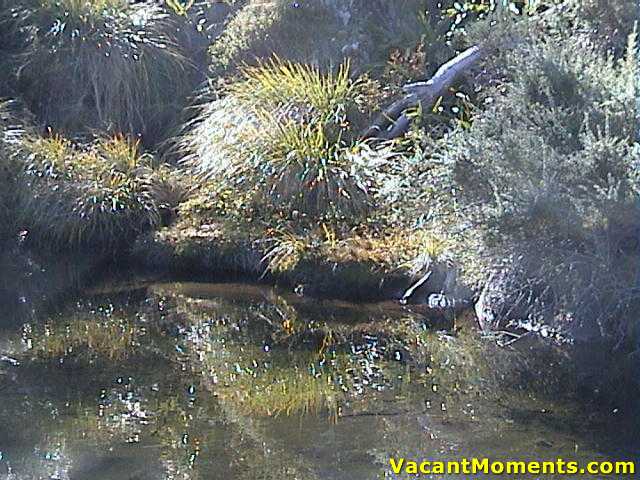 Platypus Pond in summer mode