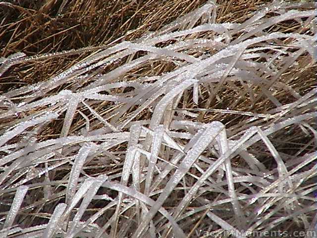 Ice crystals on alpine grass