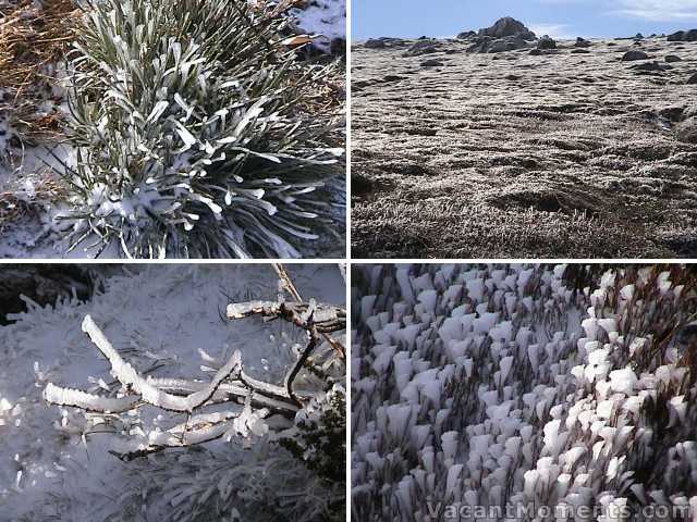 Snap frozen vegetation