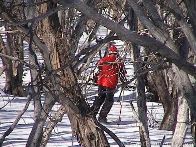 Marion into the trees