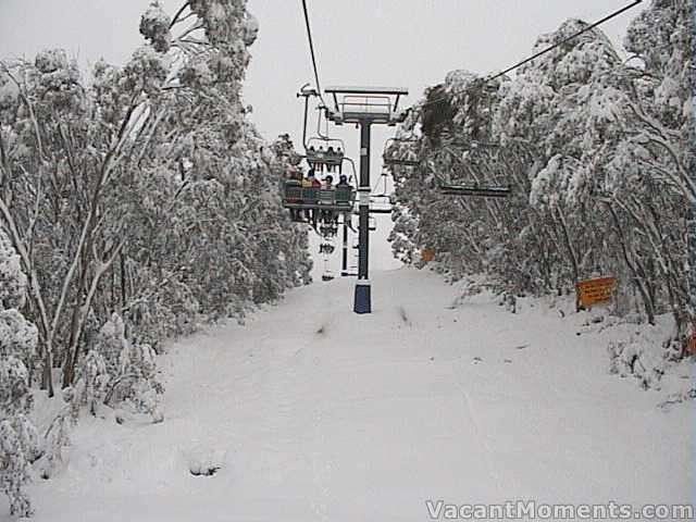 Trees beside Kosi Express bending under the weight of the new snow