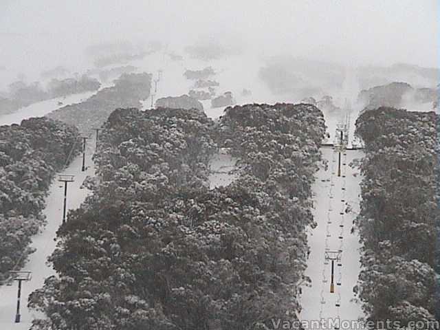 Snow covered trees on Crackenback