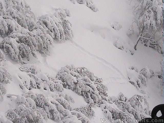 Wombat track under Snowgums chair