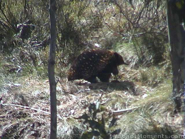 An echidna by the bobsled - unperturbed by the people or noise