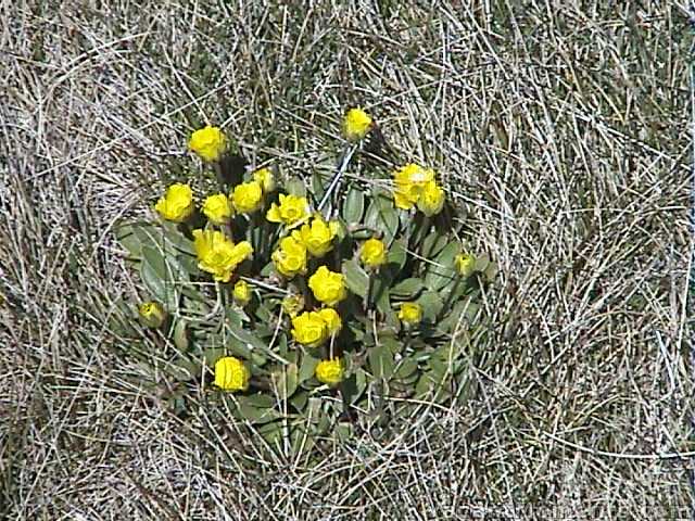 The first of the high alpine flowers