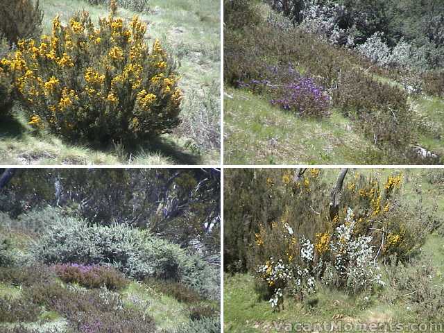 More wild flowers emerging with the warmth and water