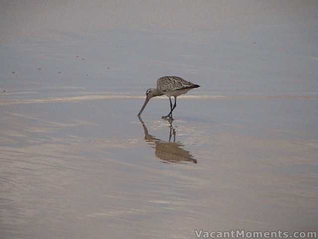 Last weekend - down on the coast to check out the birds on the beach