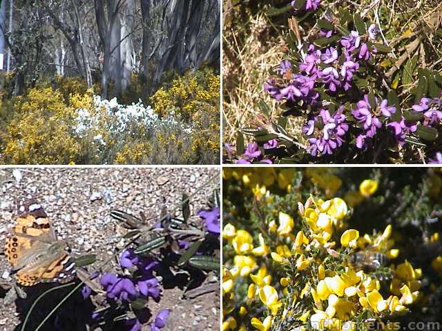 Wild flowers and insects are in abundance