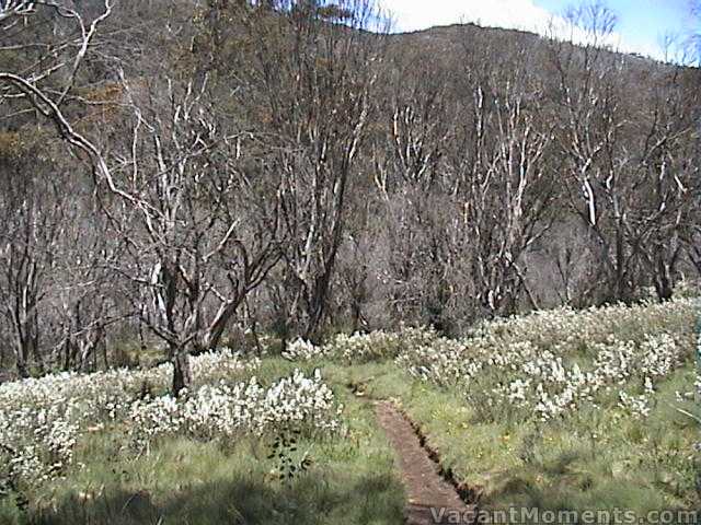 Wild flowers are in abundance