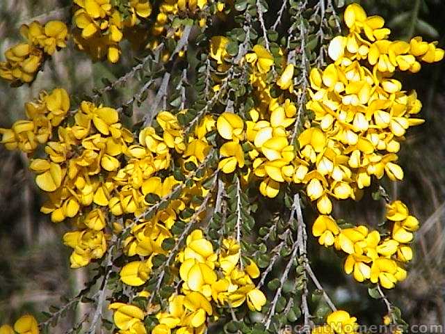 Wild flower season means hay fever for some