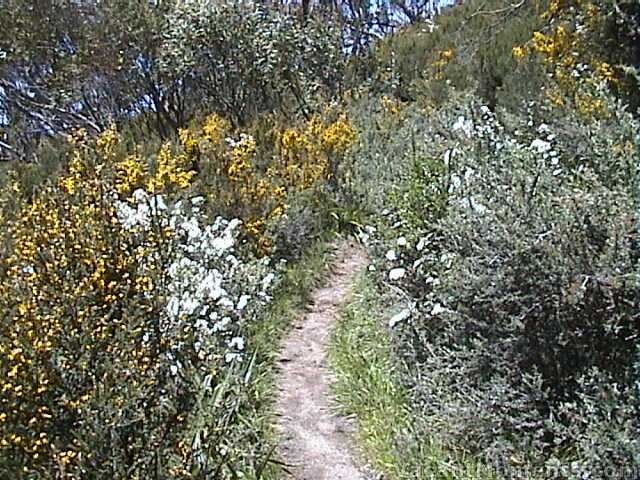 Walking trails wind between the wild flowers