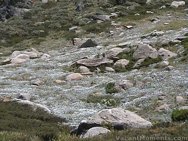 Wild flowers below Eagles Nest