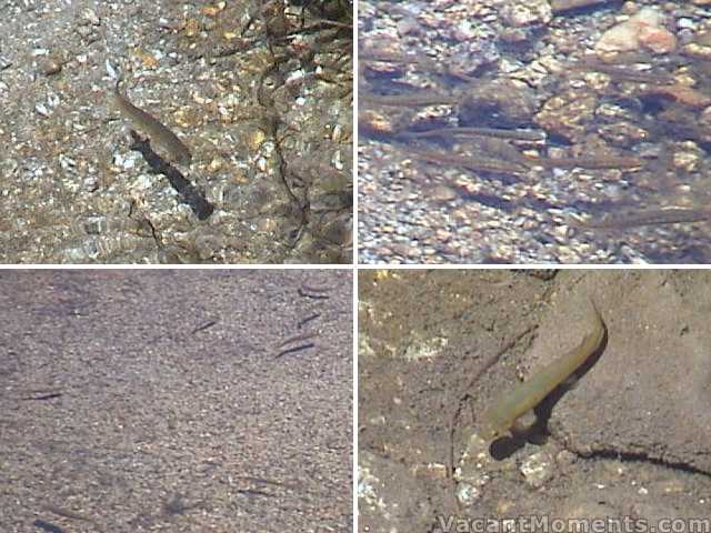 Fish in the upper reaches of the Snowy River