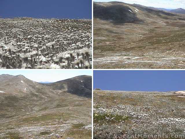 Fields of flowers above Seamans Hut