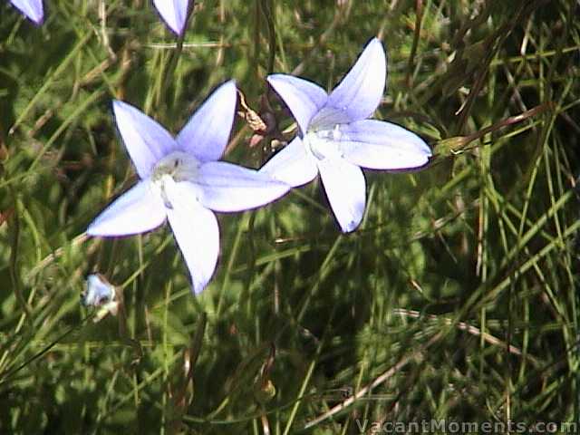 Recent rains have kept everything green and flowering