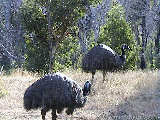 Emus often seen near the park entrance