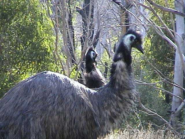 A rare double-headed emu Ive named Zaphod