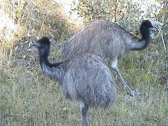 Emus in healthy numbers near the park entrance