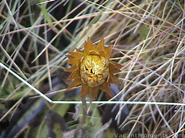 Part of Thredbo's natural dried flower arrangement