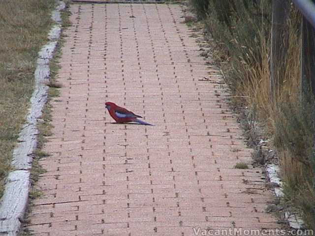 Rosella fattening up on grass seeds