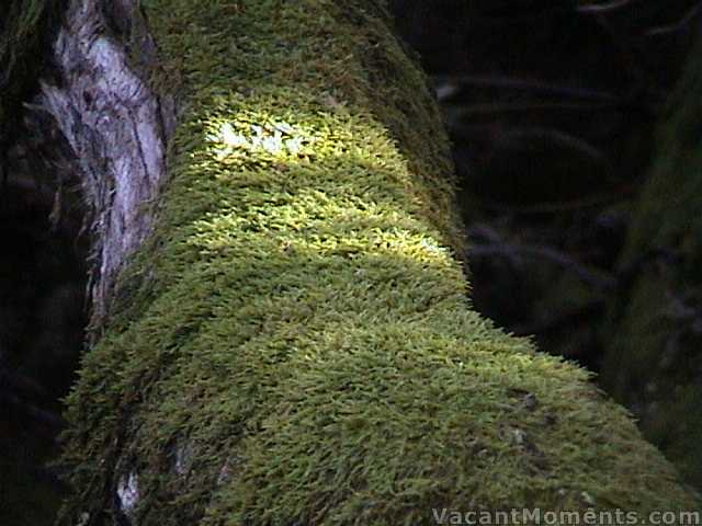 Mossy branch