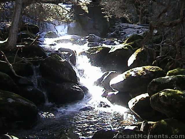 Midday sun streaming through the canopy