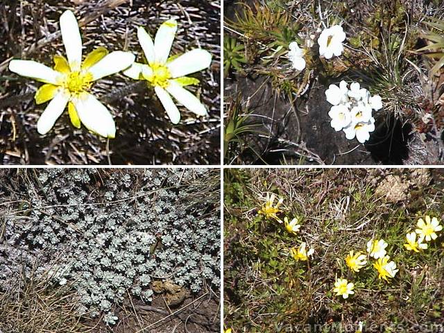 There are a few flowers in alpine areas but not many