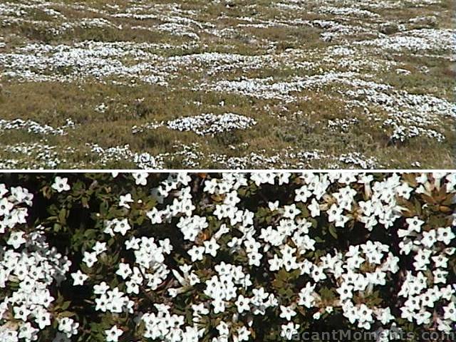 Field of fresh sweet smelling flowers