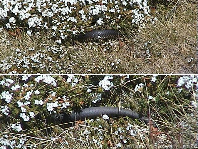 Alpine Copperhead disappearing into the undergrowth