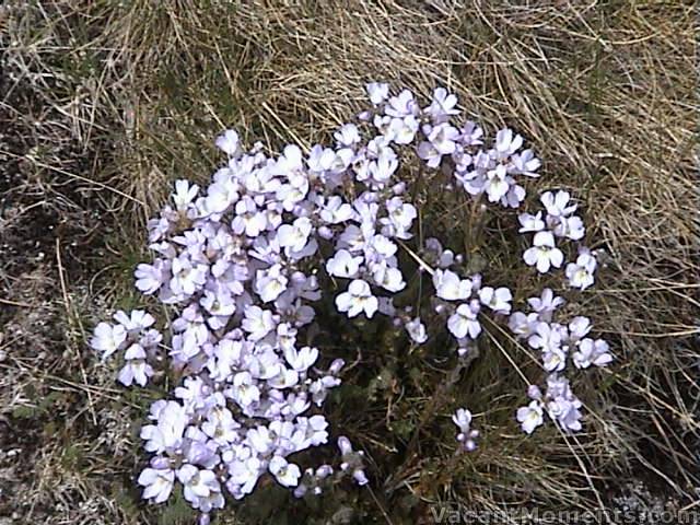 More wildflowers are emerging