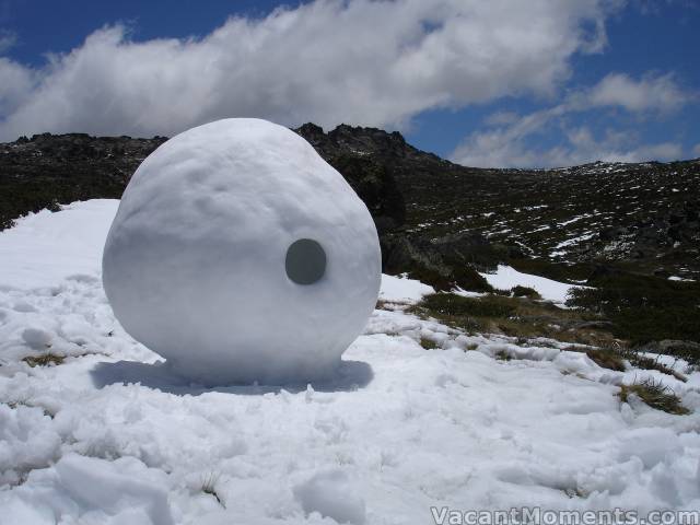 Holly Snowball<br>photo (and snowball) by Jackie Dunstone