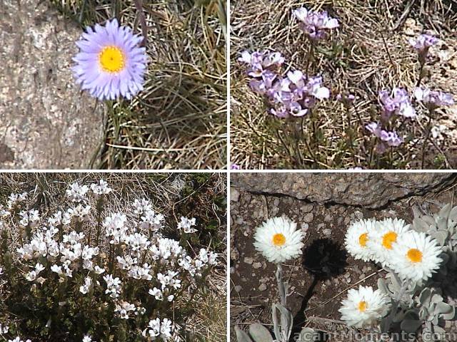 Flowers above the Basin