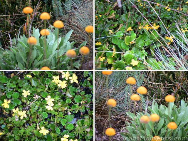 Wildflowers around the golf course - oops - work on getting focus correct