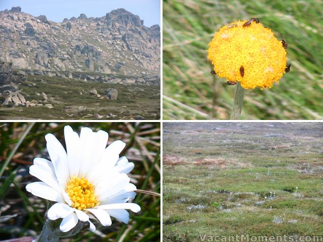 More flowers on the main range