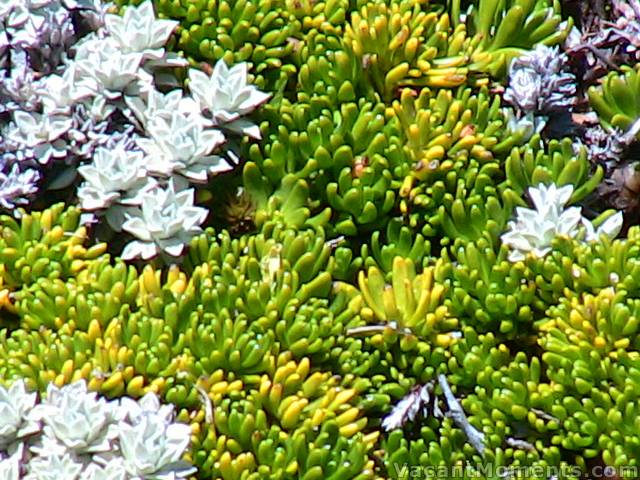 Amazing high country succulents