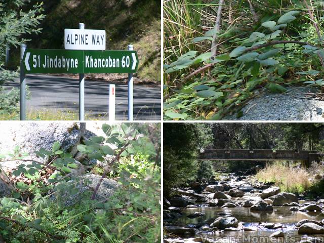 Leatherbarrel Creek and blackberries