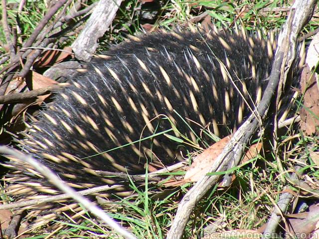 Echidna enjoying the easy-to-find ant colonies since the rains