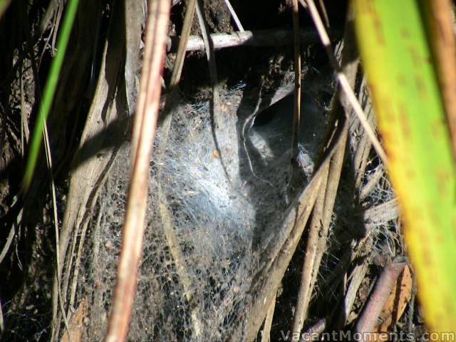 Funnel web