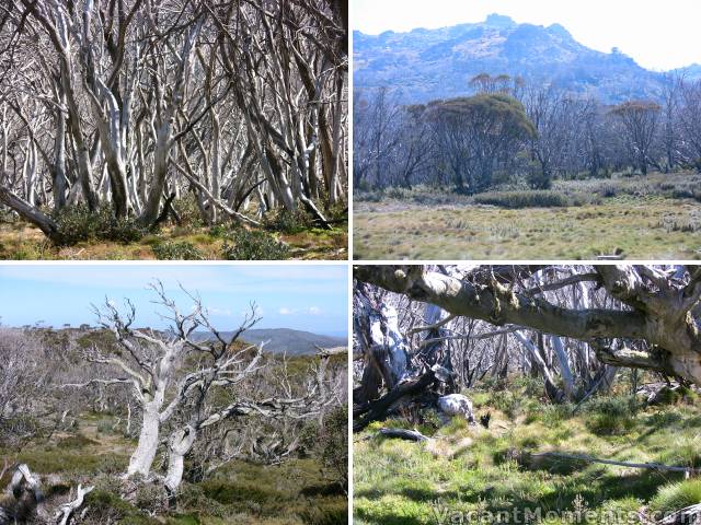 Recovery from the bush fires is very slow