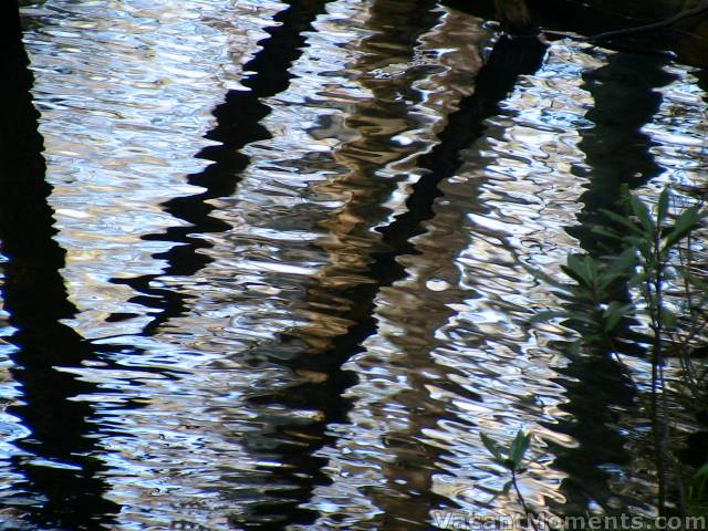 Reflectins from a pool of mercury