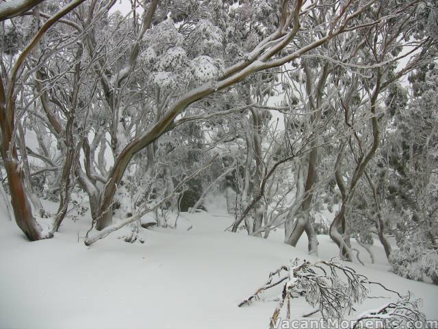 Frosted trees on Merritts