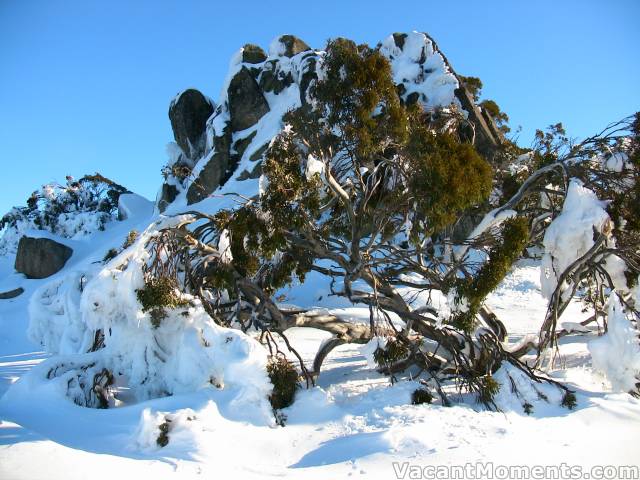 Tree frozen to the snow pack