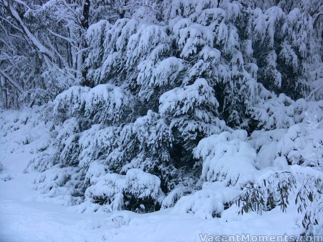 Snow covered trees out of the wind