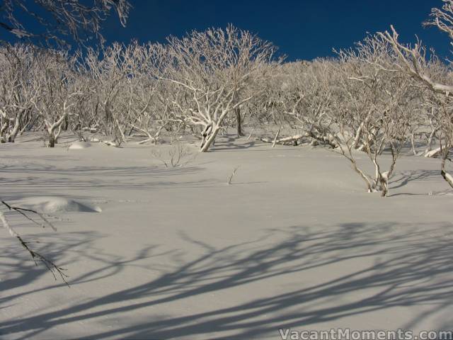 Frosted trees enroute to DHG