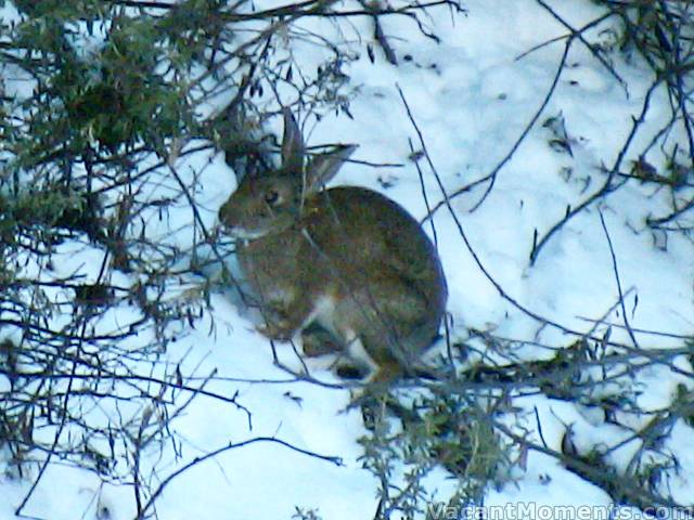 One of the rabbits under Kosi chair, out in broad daylight