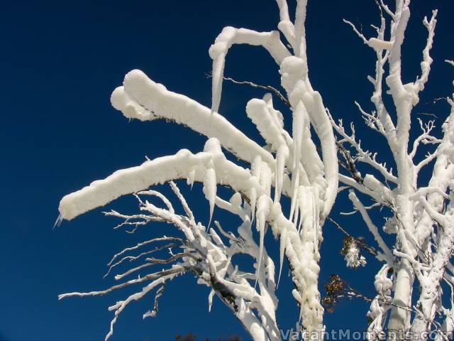 Snow tree above Kareela Hutte