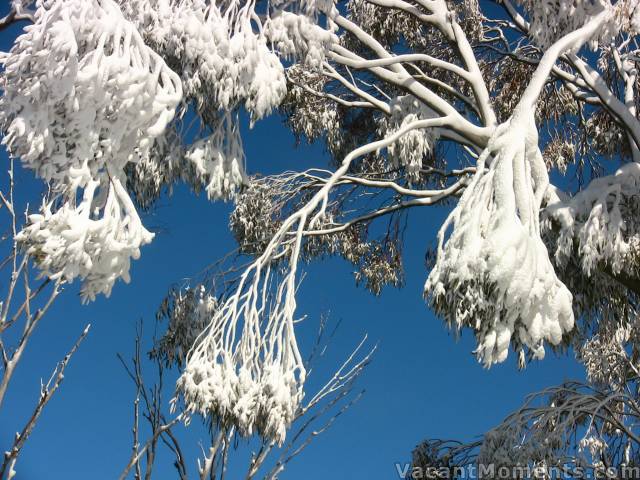 Snow gums?