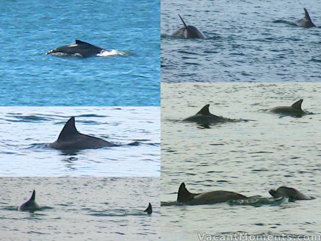 Whale and dolphins